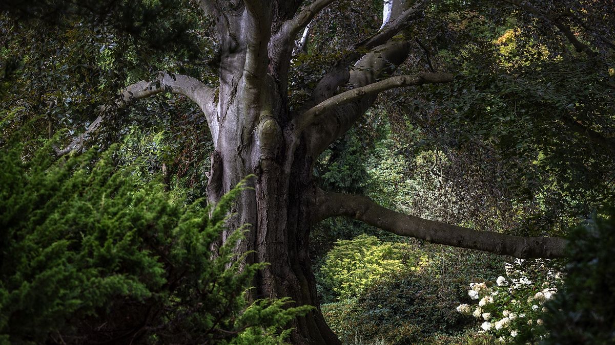 King of the forest: Poland's beech crowned European Tree of the Year 2024 
