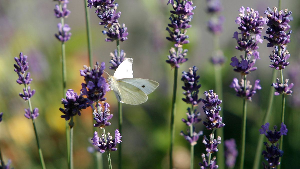 ‘A momentous day for nature’: EU approves first-of-its-kind law that could bring back biodiversity