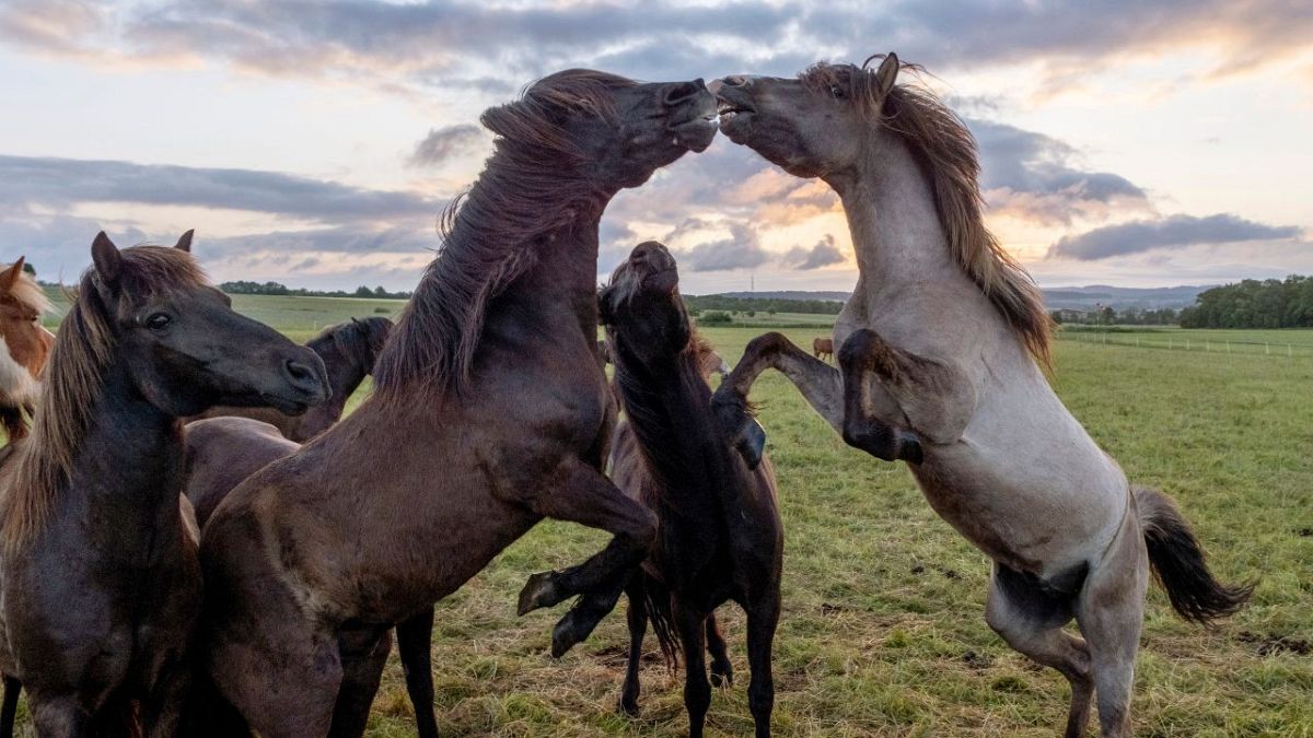 Hungarian scientists capture majestic wild horses in their natural habitat thanks to drones 