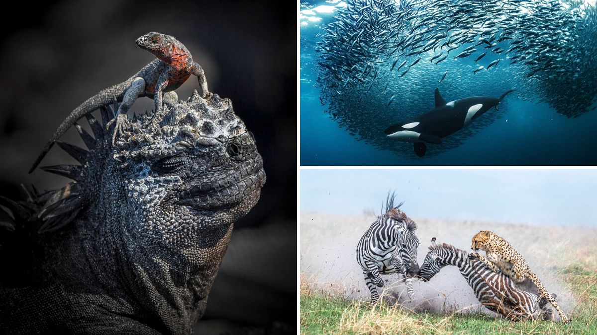 World Nature Photography Awards 2024: природа в фокусе  