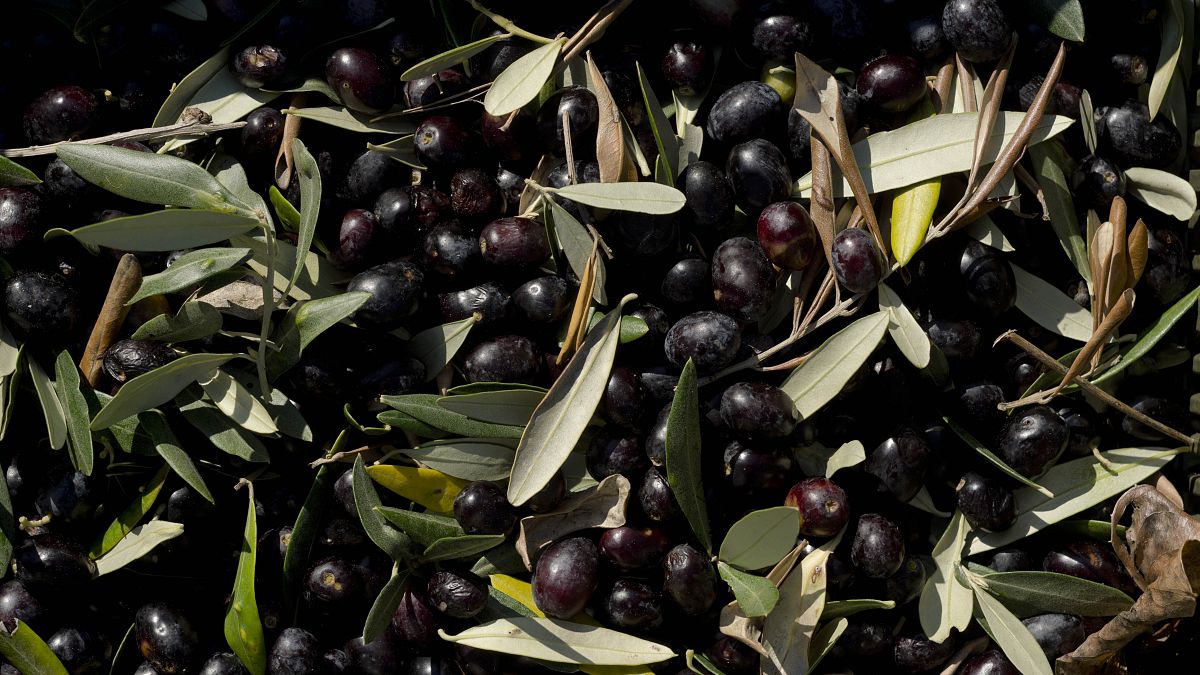 WTO sides with bloc against US tariffs on Spanish olives 