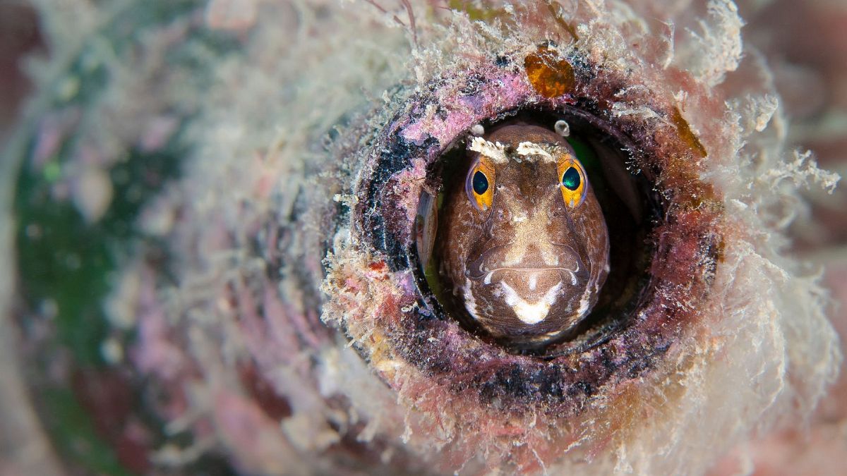  Underwater Photographer of the Year 2024: Take a dive into the stunning winning images  