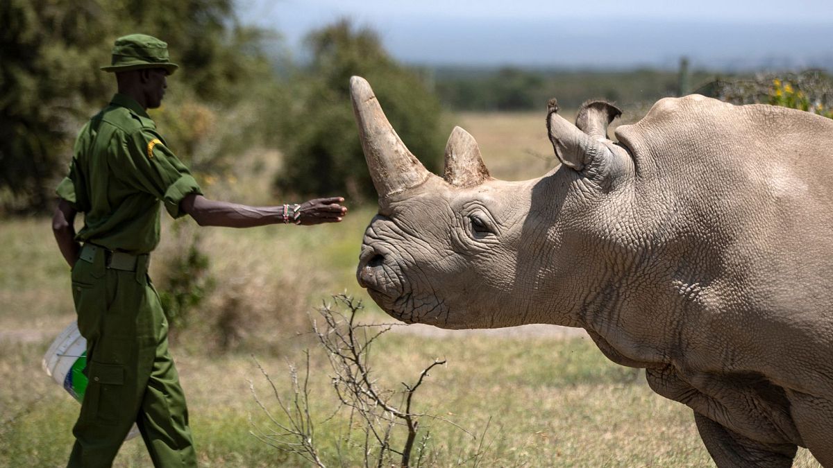 Wind power awards and wildlife photography: Positive environmental stories from 2024 