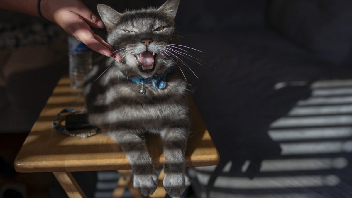 Fact-check: Do pets pollute as much as cars?