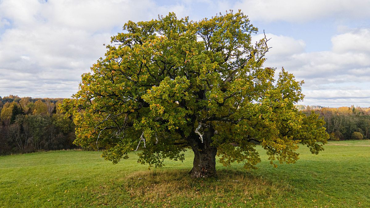 A 4000-year-old olive and a weeping beech: The 2024 finalists for European Tree of the Year revealed