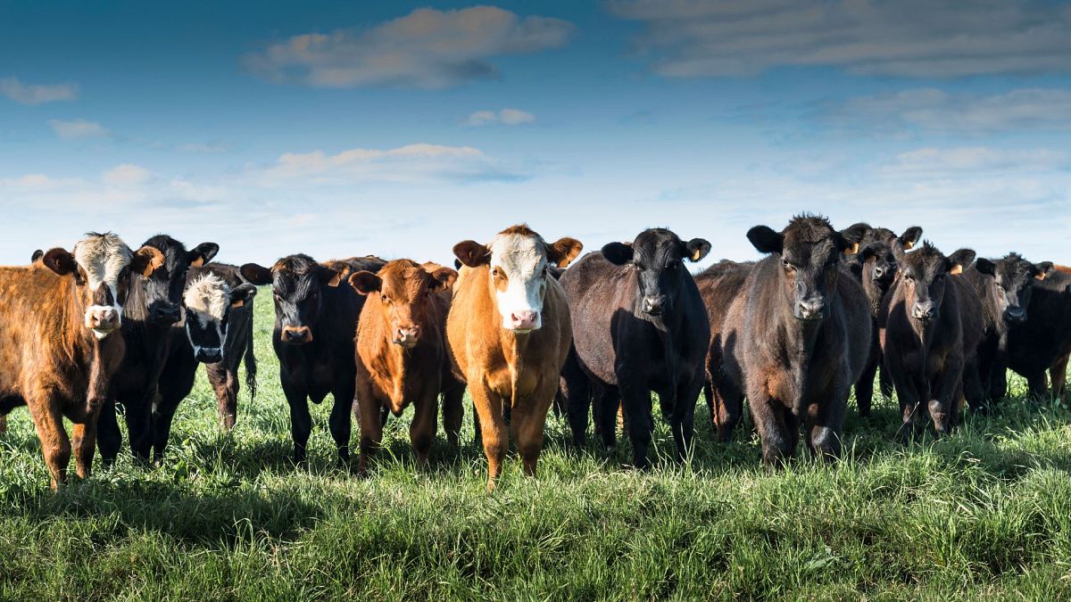 Can beef farming be carbon neutral? A decade-long experiment in Australia has mixed results 
