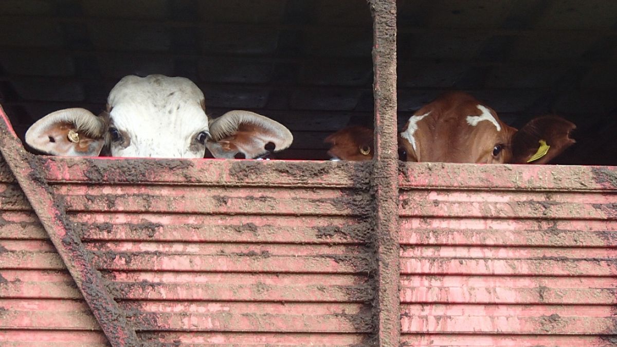 19,000 live cattle discovered on ship in Cape Town: Activists call for ban