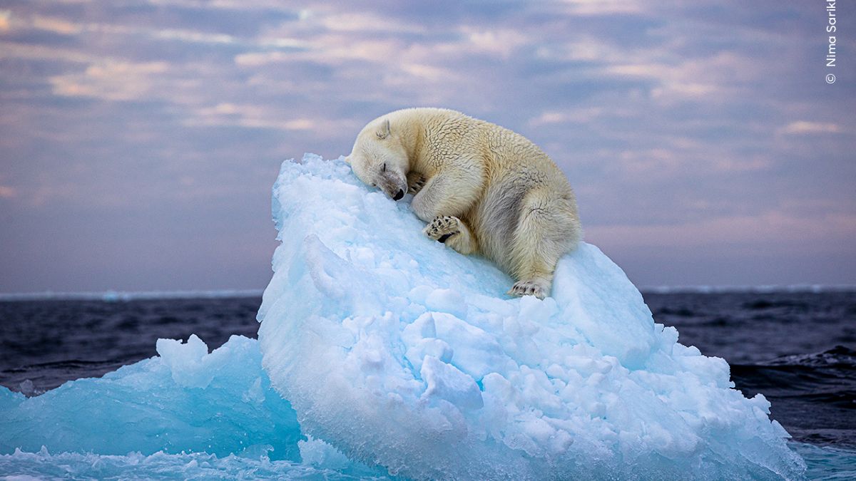 Спящий белый медведь и медузы под северным сиянием: лучшие фотографии дикой природы 2023 года 