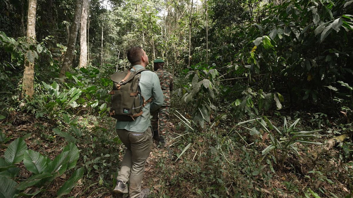 Deforestation-free supply chains: The Ivory Coast&rsquo;s path to sustainable cocoa 