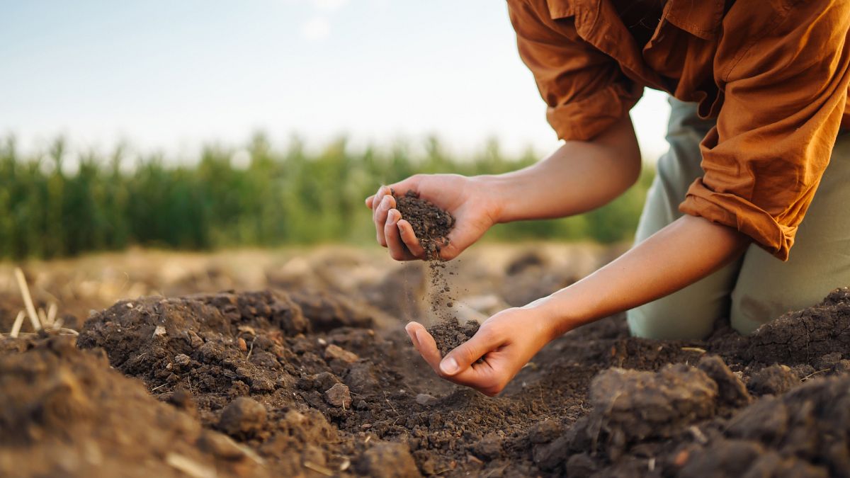 Farmers hit by record high fertiliser costs since Ukraine war: Can nature-based solutions help?