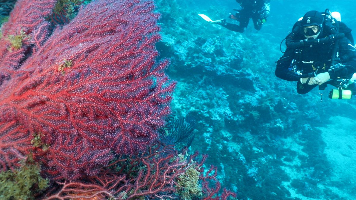 Каковы последствия морских тепловых волн в долгосрочной перспективе? 