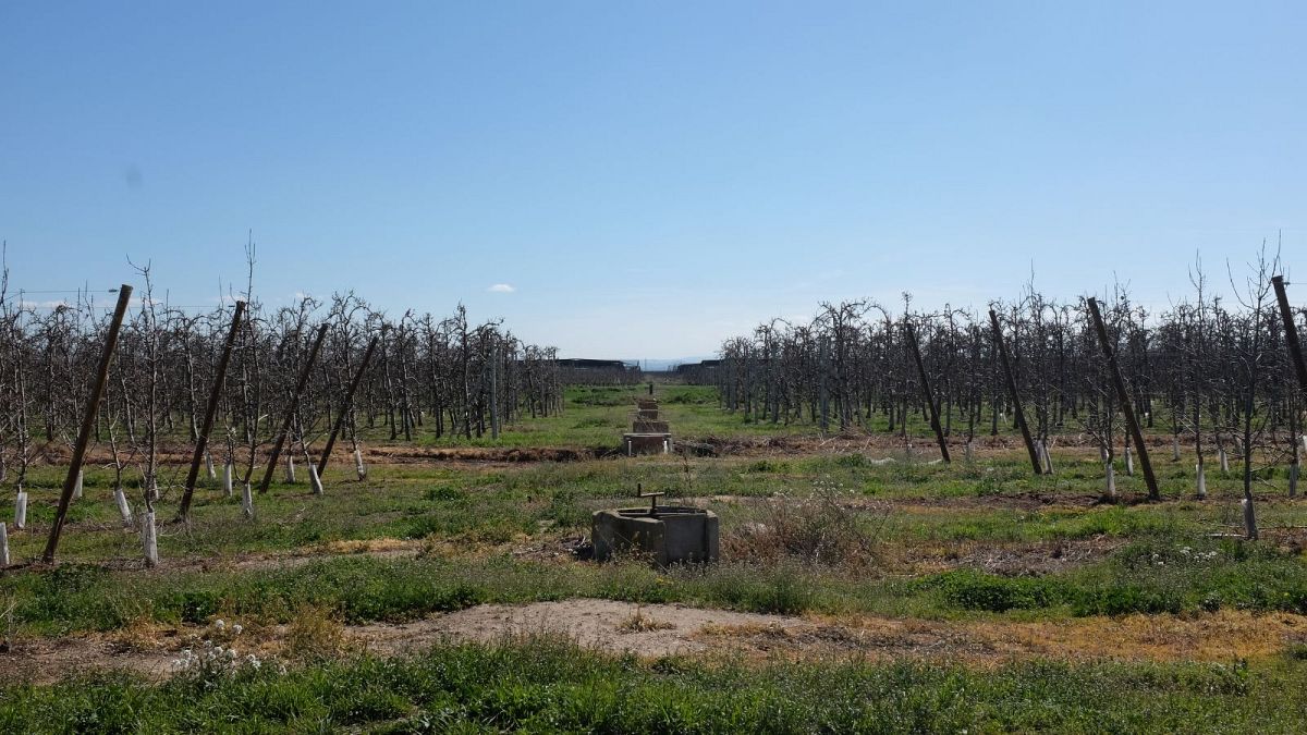 Agriculture vs tourism: How are farmers and hotels coping with the Spanish drought? 