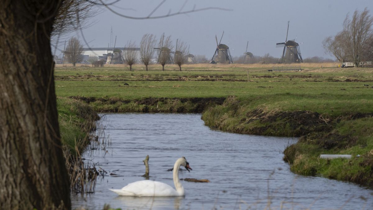 Fate of Nature Restoration Law could be decided in Budapest 