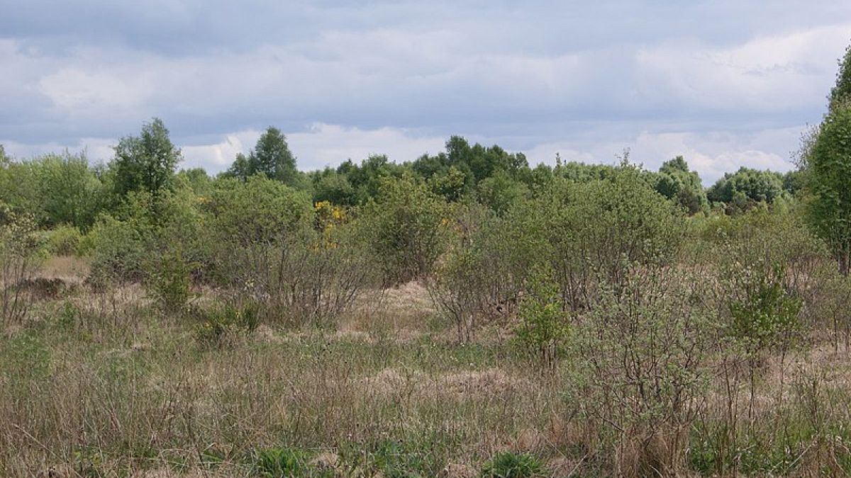 Commission sues Ireland for failure to protect habitats