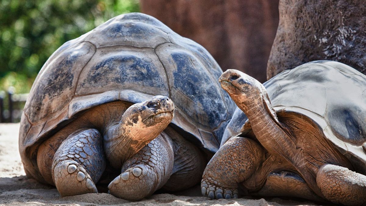 The Galapagos islands are cracking down on overtourism by doubling their entry fee