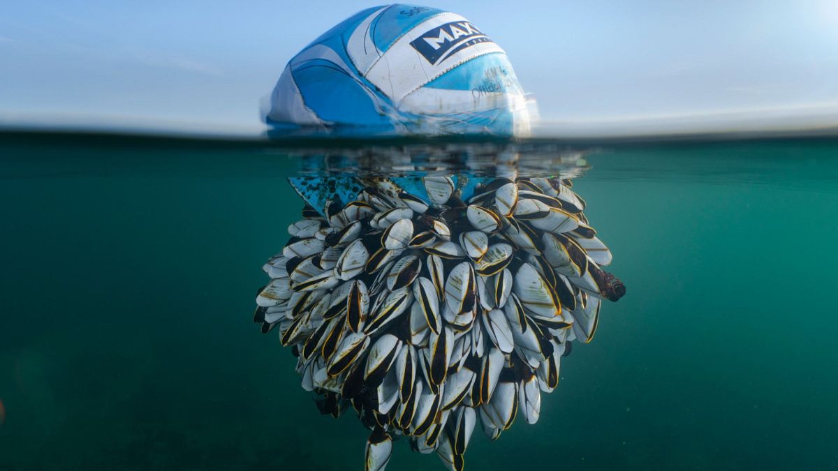 Футбольный мяч, покрытый рачками, и лиса на ветке: лауреаты British Wildlife Photography Award
