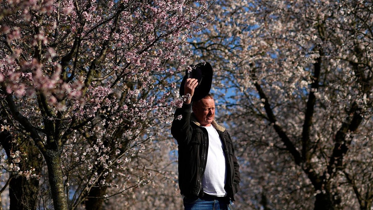 How is climate change affecting spring blossoms? Rare Czech almond grove blooms early 