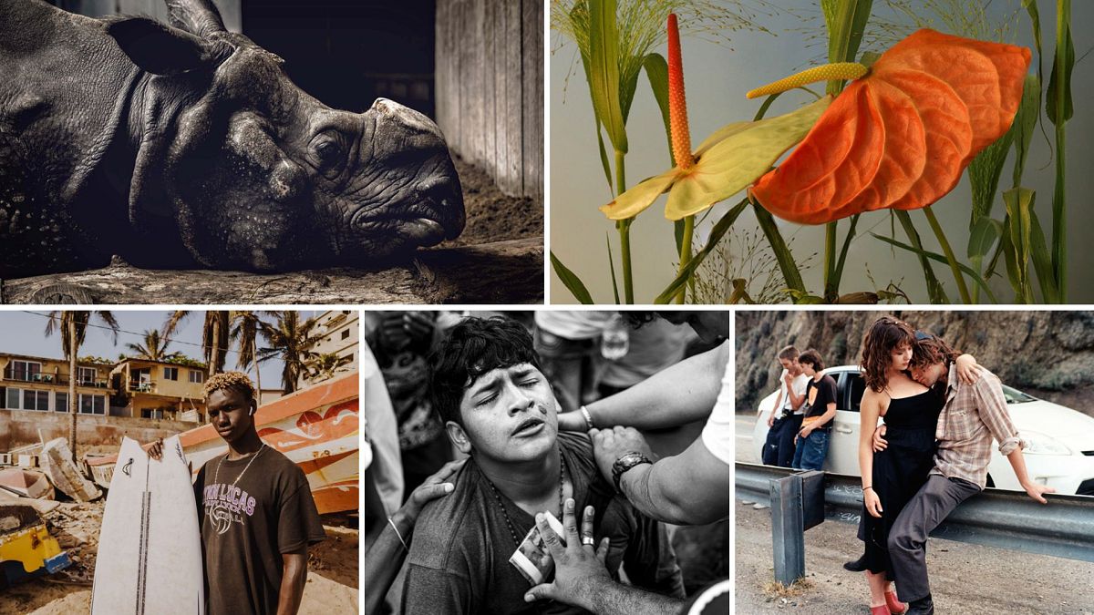 Captive rhinos to sacred pilgrimages: The best pictures from Sony World Photography Awards 2024 