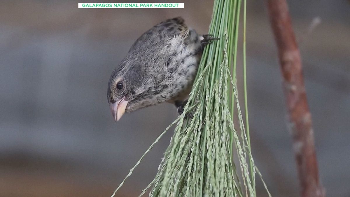 'A very special day&rsquo;: Birds linked to Darwin&rsquo;s theory of evolution reintroduced to Galapagos Islands 
