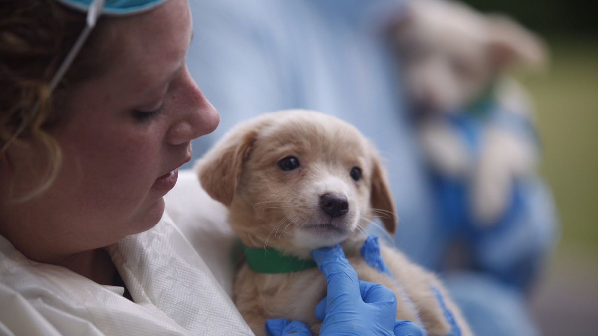 Up to 16 million pet owners likely overcharged at the vet in the UK