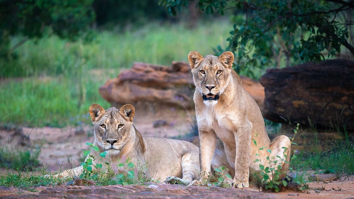Here’s why a visit to South Africa’s Lepogo Lodges could be the most eco-friendly safari in Africa