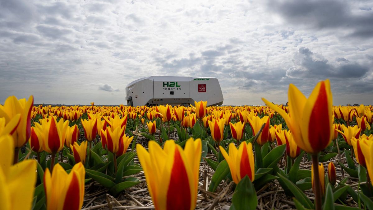 ‘It’s fantastic’: Dutch farmers rely on this €185,000 robot to keep their tulips in bloom