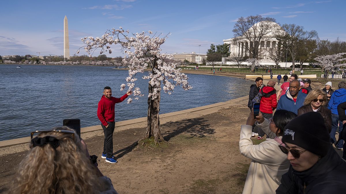 As sea levels and temperatures rise, Washington D.C&rsquo;s iconic cherry blossoms are under threat 