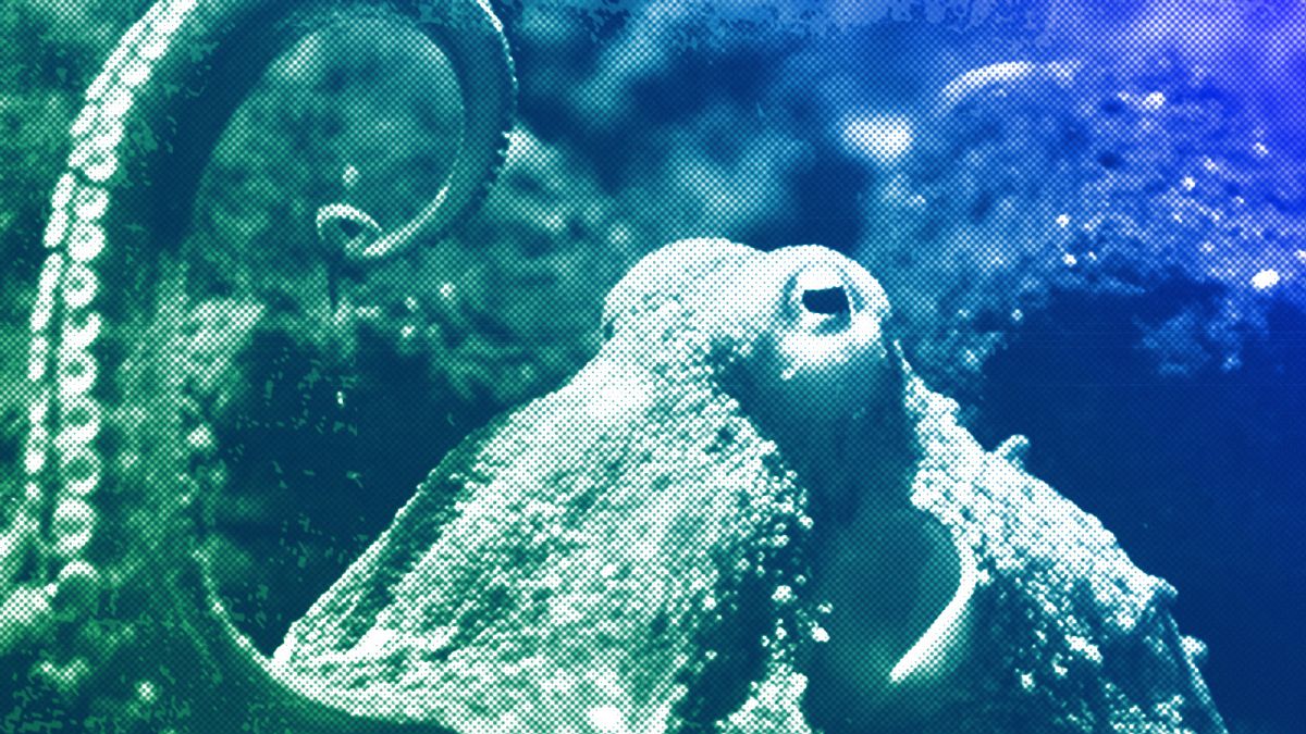 Reckless and harsh octopus farming plans must be stopped  