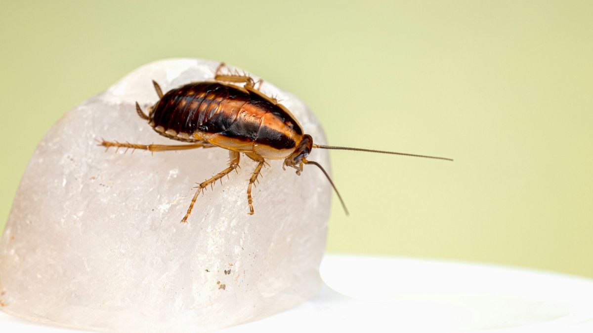 Cockroach infestations are up by a third in Spain: Is climate change to blame?  