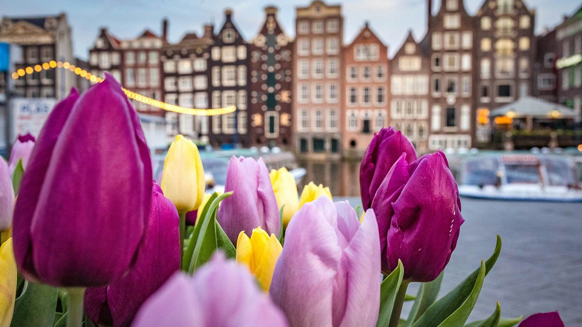 ‘We can’t put a fence around Amsterdam’: Dutch capital bans new hotels to curb mass tourism