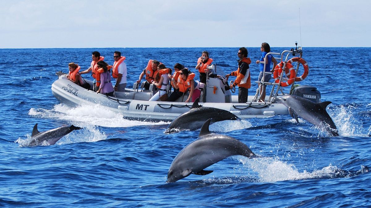 Whales, bears, lynx: Europe&rsquo;s rewilding projects allow tourists to encounter wildlife responsibly 