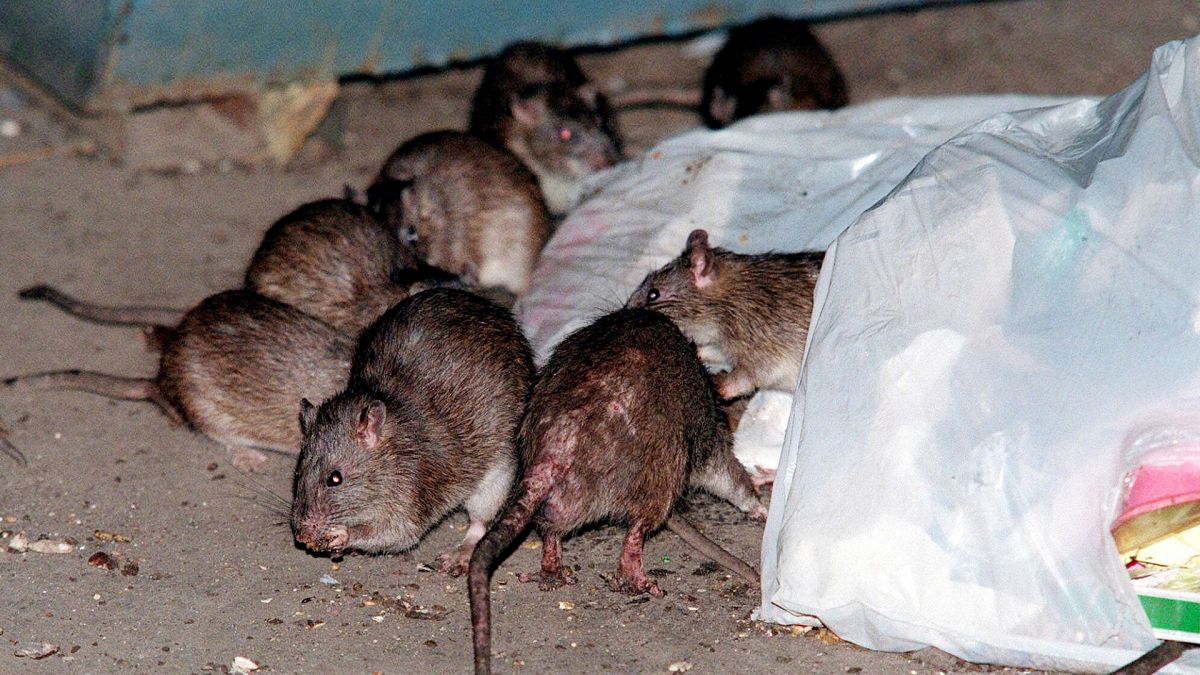 War on rats: Could birth control be the antidote to New York&rsquo;s rodent problem? 