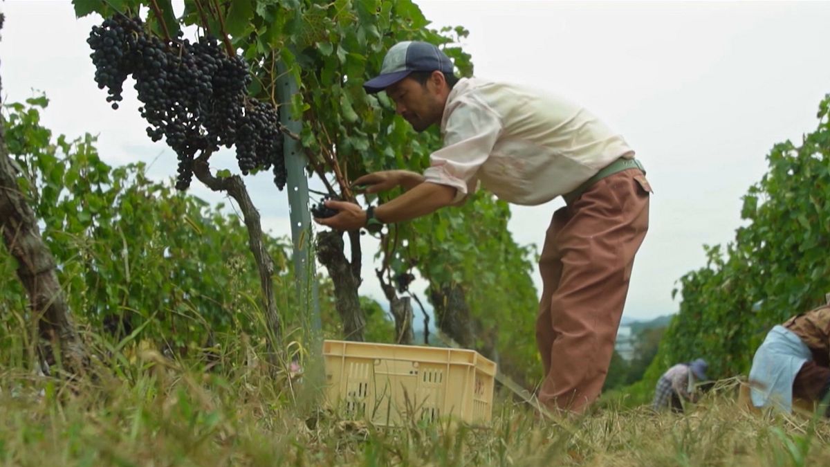 Japanese businesses are growing a nature-positive economy: here&rsquo;s how 