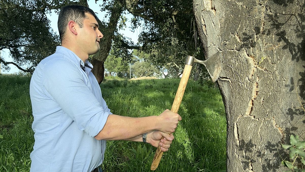 Portugal&rsquo;s cork forests are major carbon sinks - but they face threats from climate change 