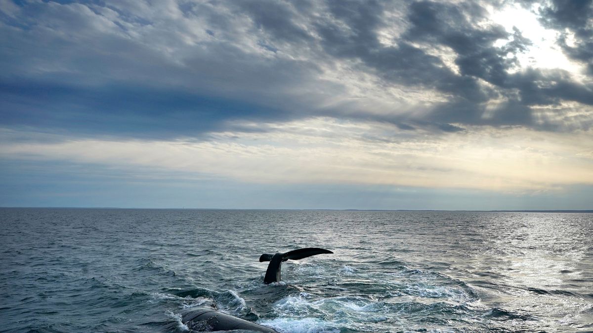 High Seas Treaty: EU votes to ratify landmark international law to protect oceans 