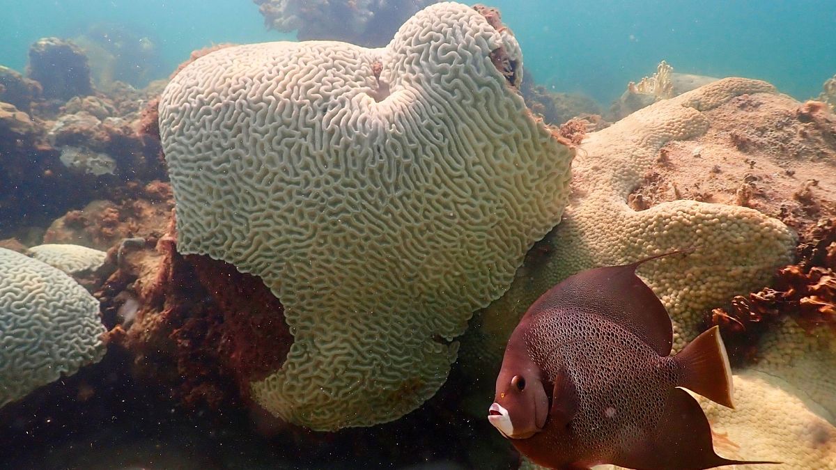 Climate change forces world’s coral reefs to undergo fourth global mass bleaching event