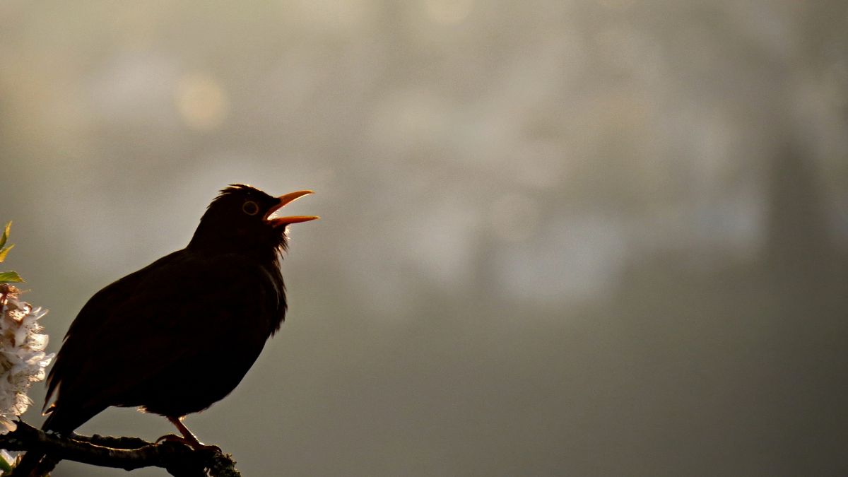 Nature has become an official Spotify artist to raise money for conservation