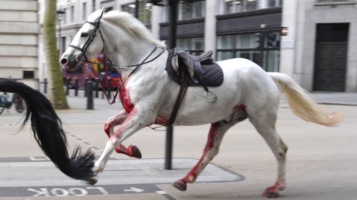 Several military horses run wild in London, injuring four people 