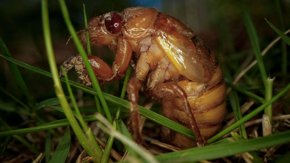 Why are cicadas so loud this year? Residents in this US county are calling the police over the noise 
