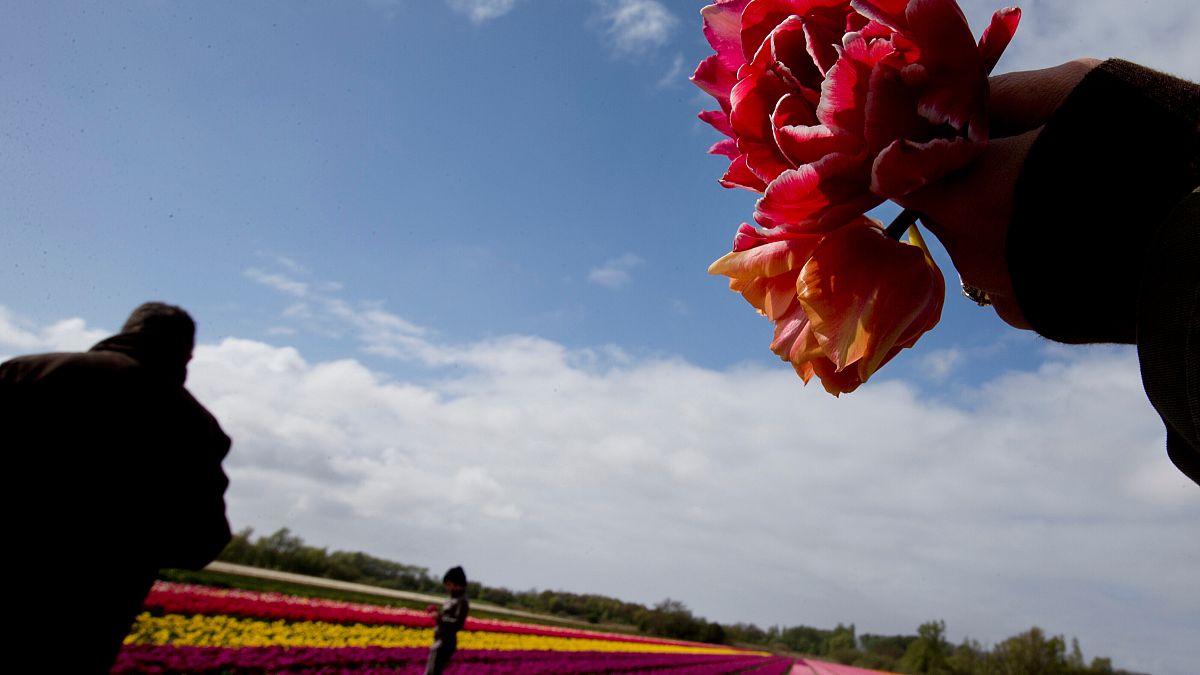 Post-Brexit trade laws will drive imported flower prices up 5%, sellers warn 