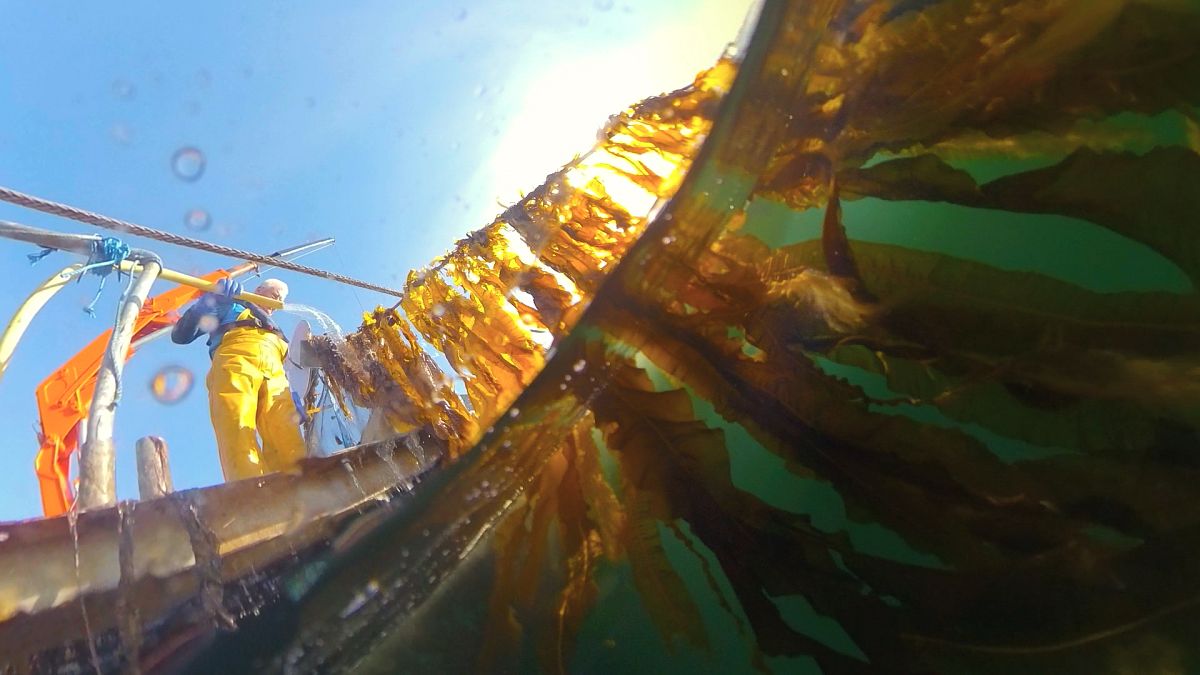 Seaweed farming: a new lifeline for fishers facing declining catches 