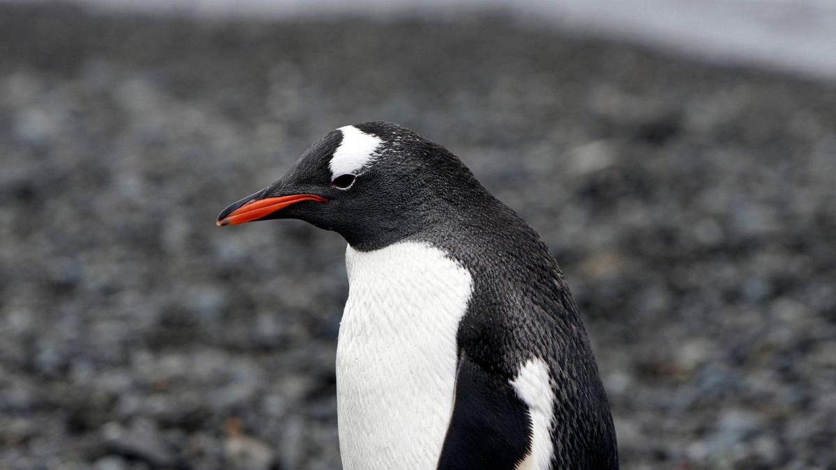 Could climate change give penguins cataracts? Scientists investigate impact of longer ozone holes