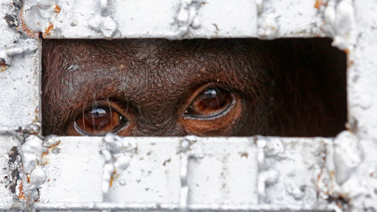 From corals to crocodiles: Wildlife crime still a major threat, leading some species to extinction