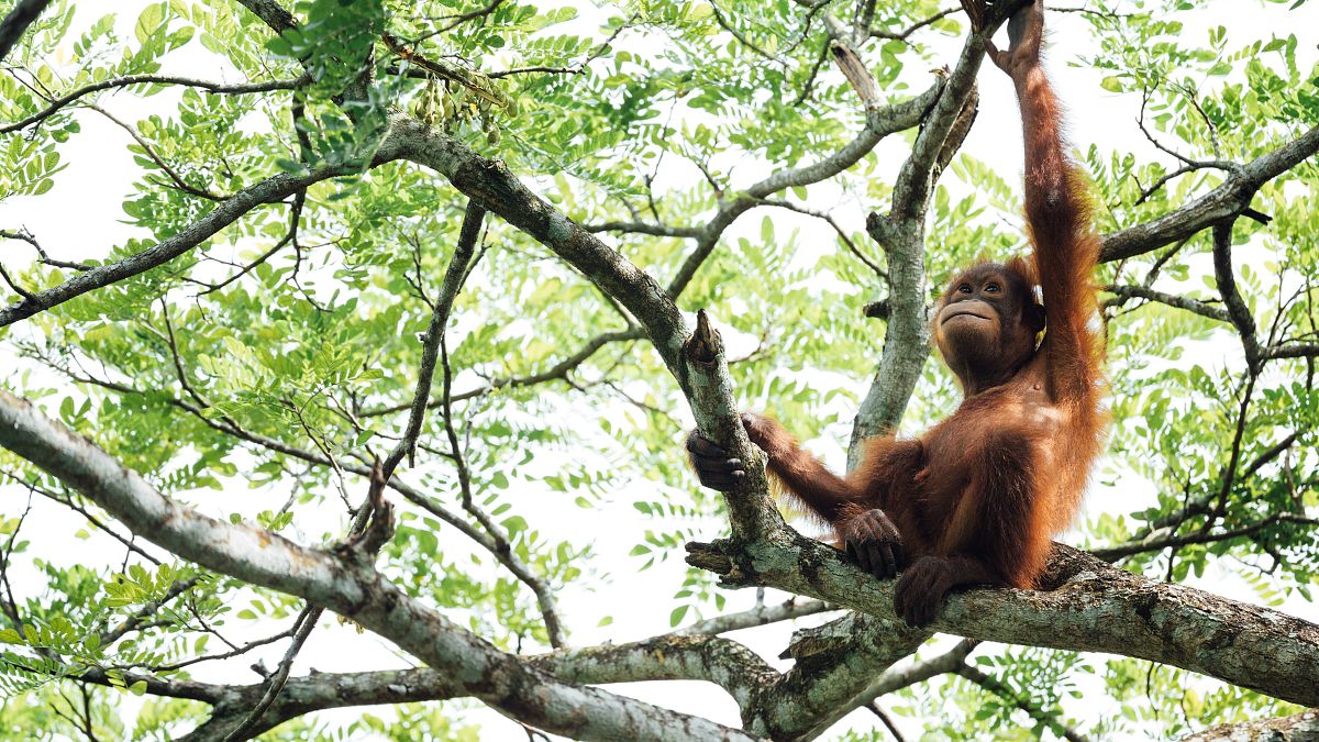‘Disconnected from reality’: Why wildlife protection groups want animal diplomacy to stop