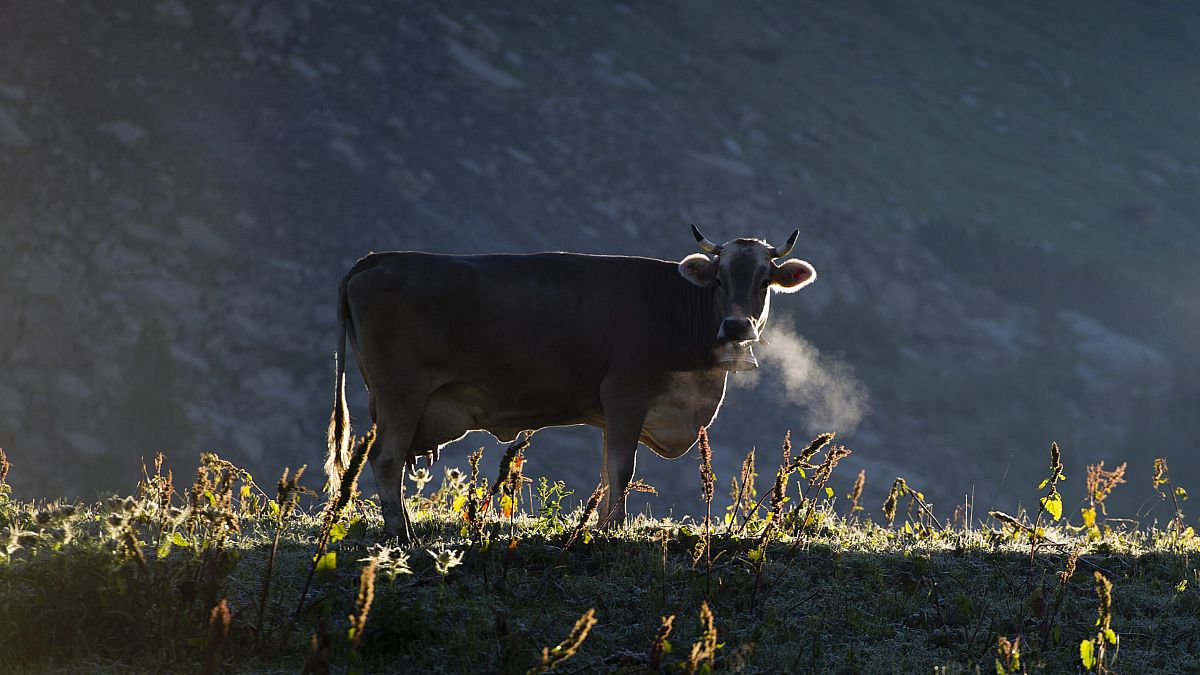 Redirect farming subsidies from meat for climate's sake, World Banks says 