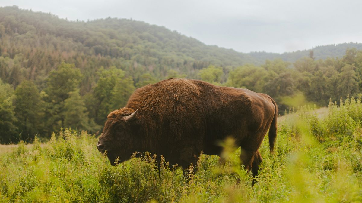Rewilding: How a herd of bison reintroduced to Romania is helping &lsquo;supercharge&rsquo; carbon removal  