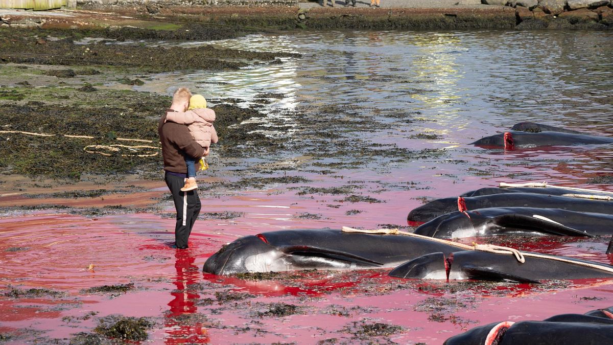 'Blood sport' or 'humane and quick'? Controversial whale slaughter begins in Faroe Islands 