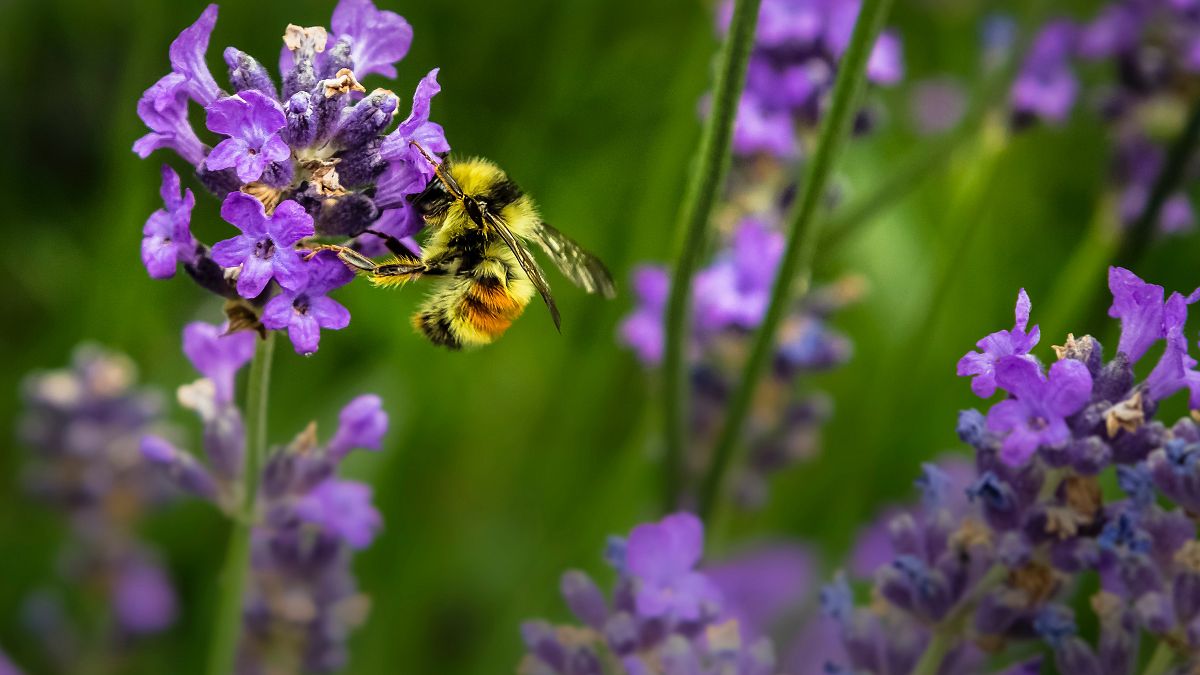 No Mow May: How to turn your garden into a haven for butterflies this spring 