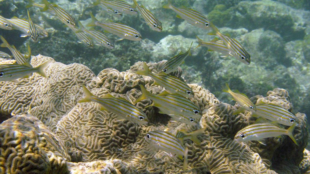 'Very unexpected and extreme': Coral bleaching has never been this bad, experts say 