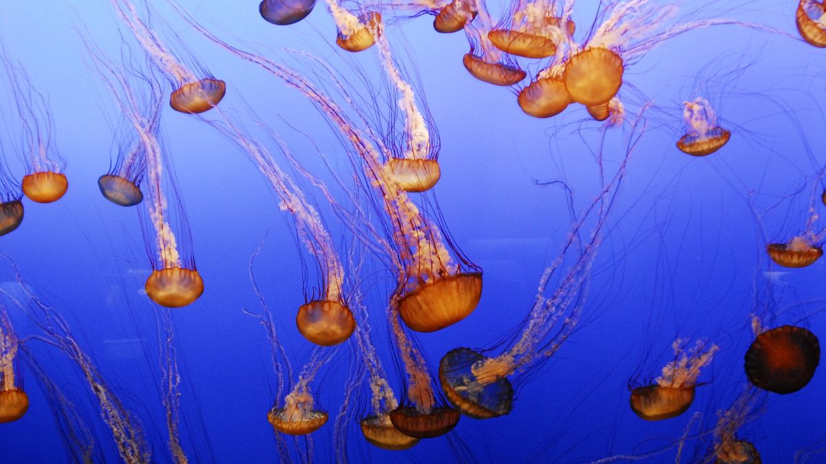 Jellyfish could be one marine creature that benefits from climate change